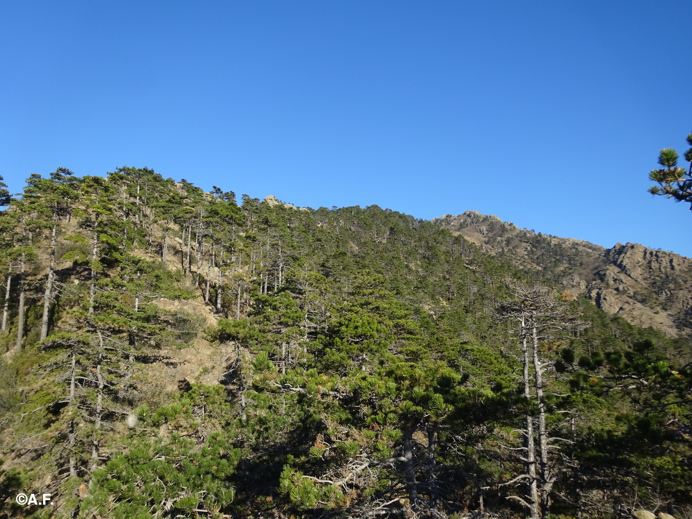 Salita tra i pini verso Rocca Negra