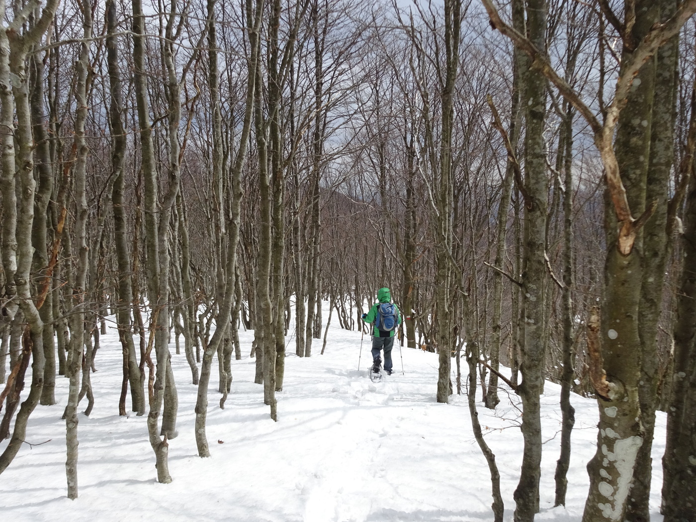 Scendendo tra i faggi tra il Monte Prato e il Focetto