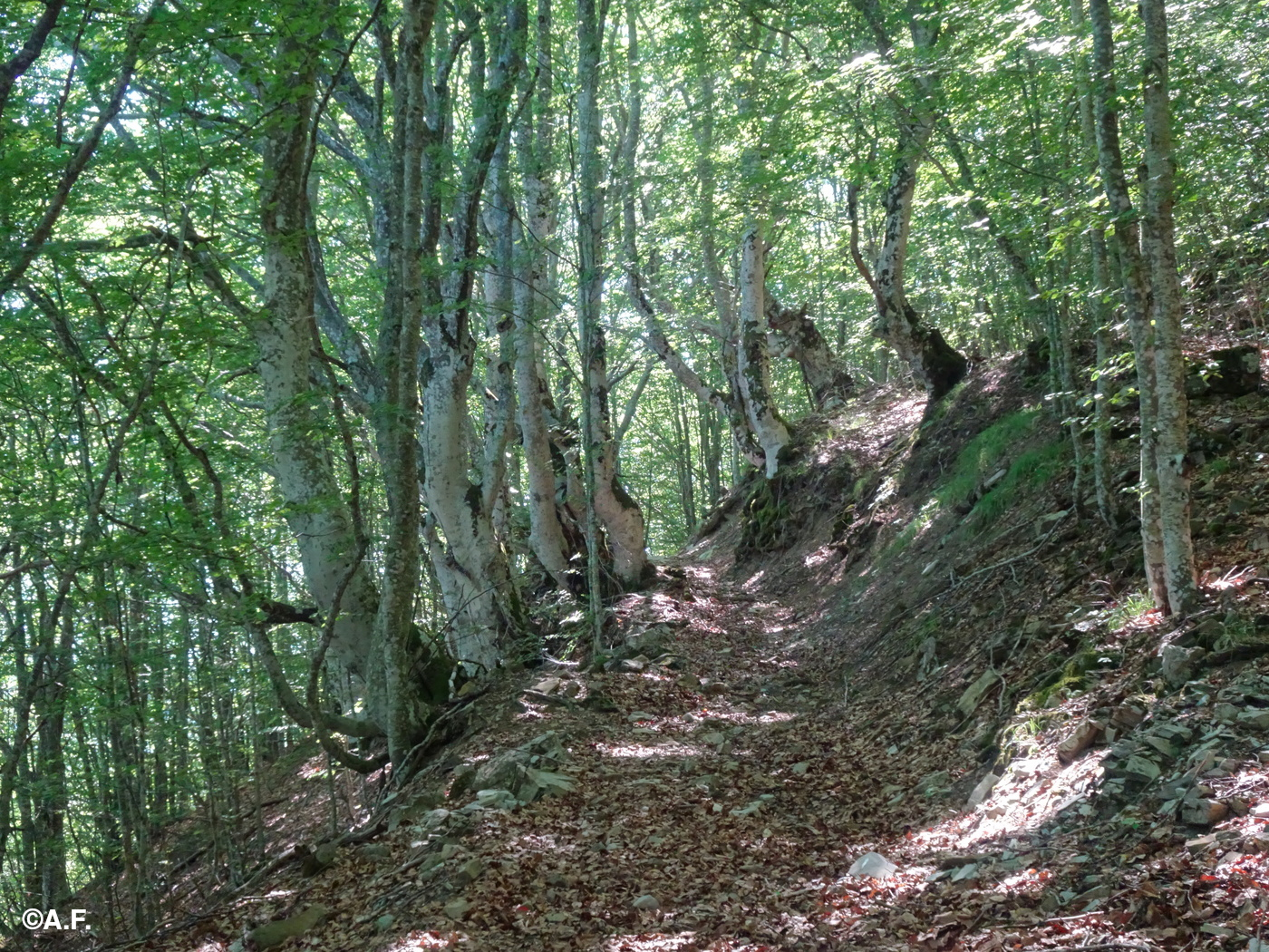 Il sentiero tra i faggi nei pressi della Sella Banchiera
