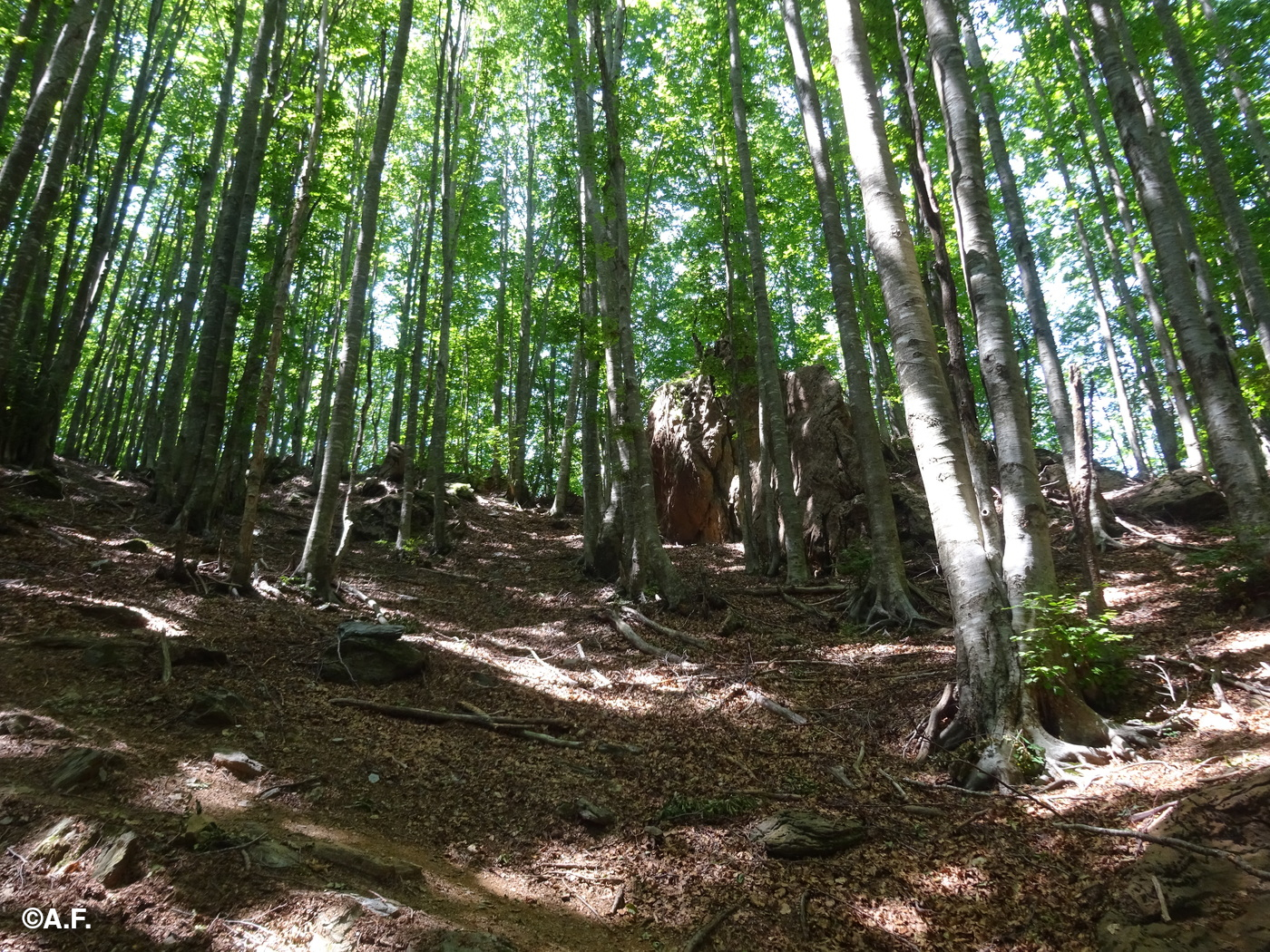 La faggeta del Retrocorchia