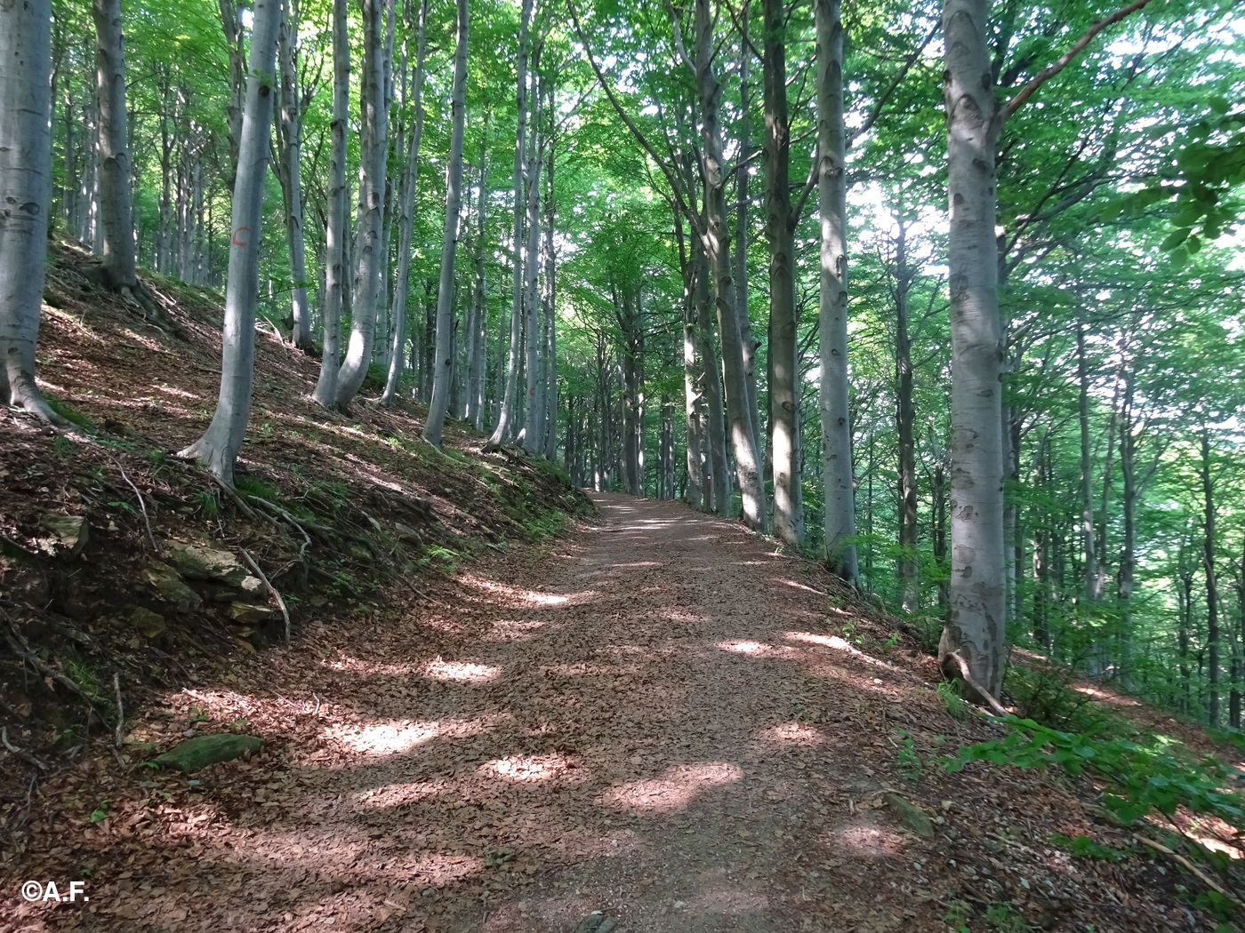 La sterrata nella Foresta Barbottina
