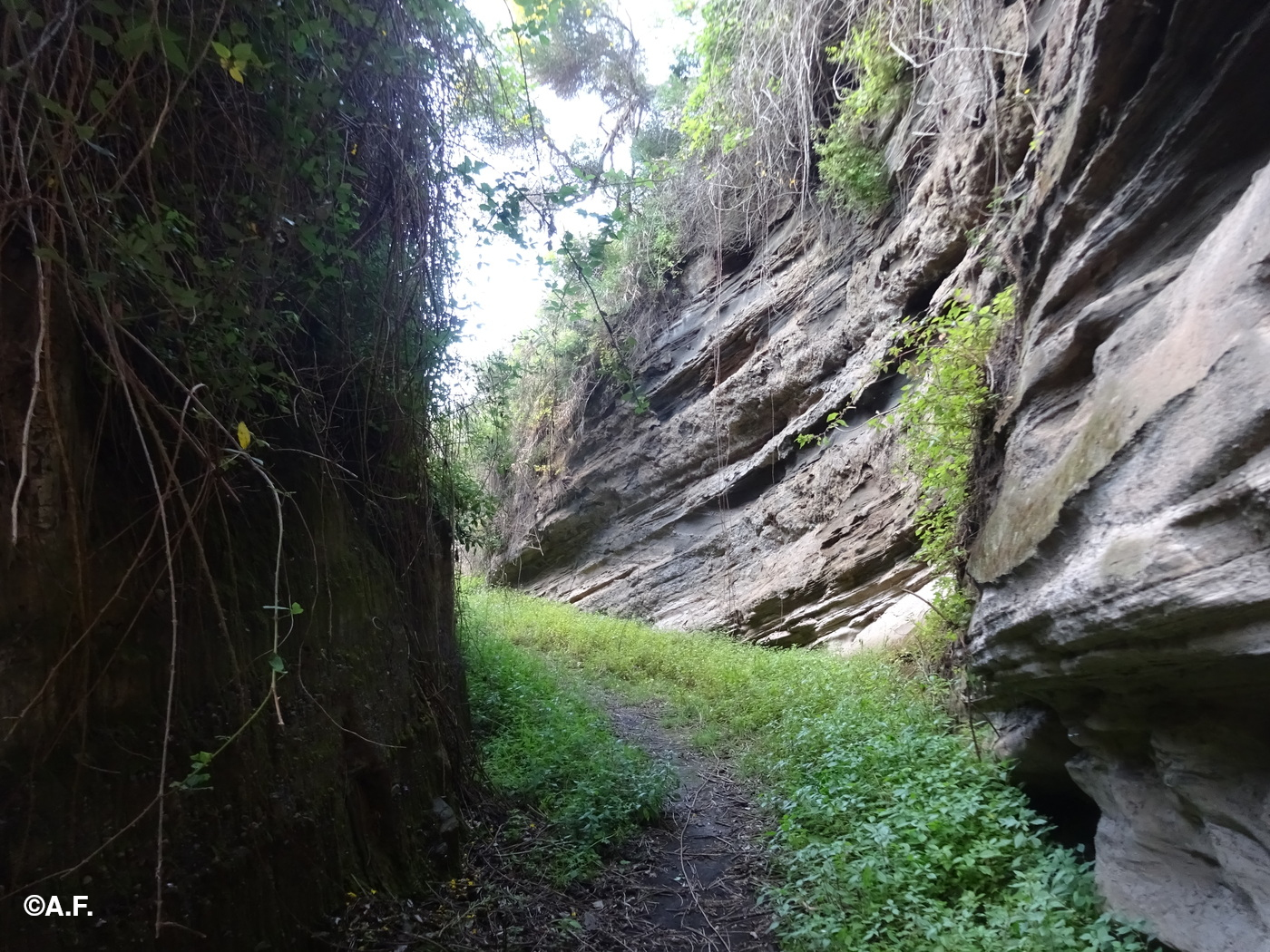 Scorcio della forra