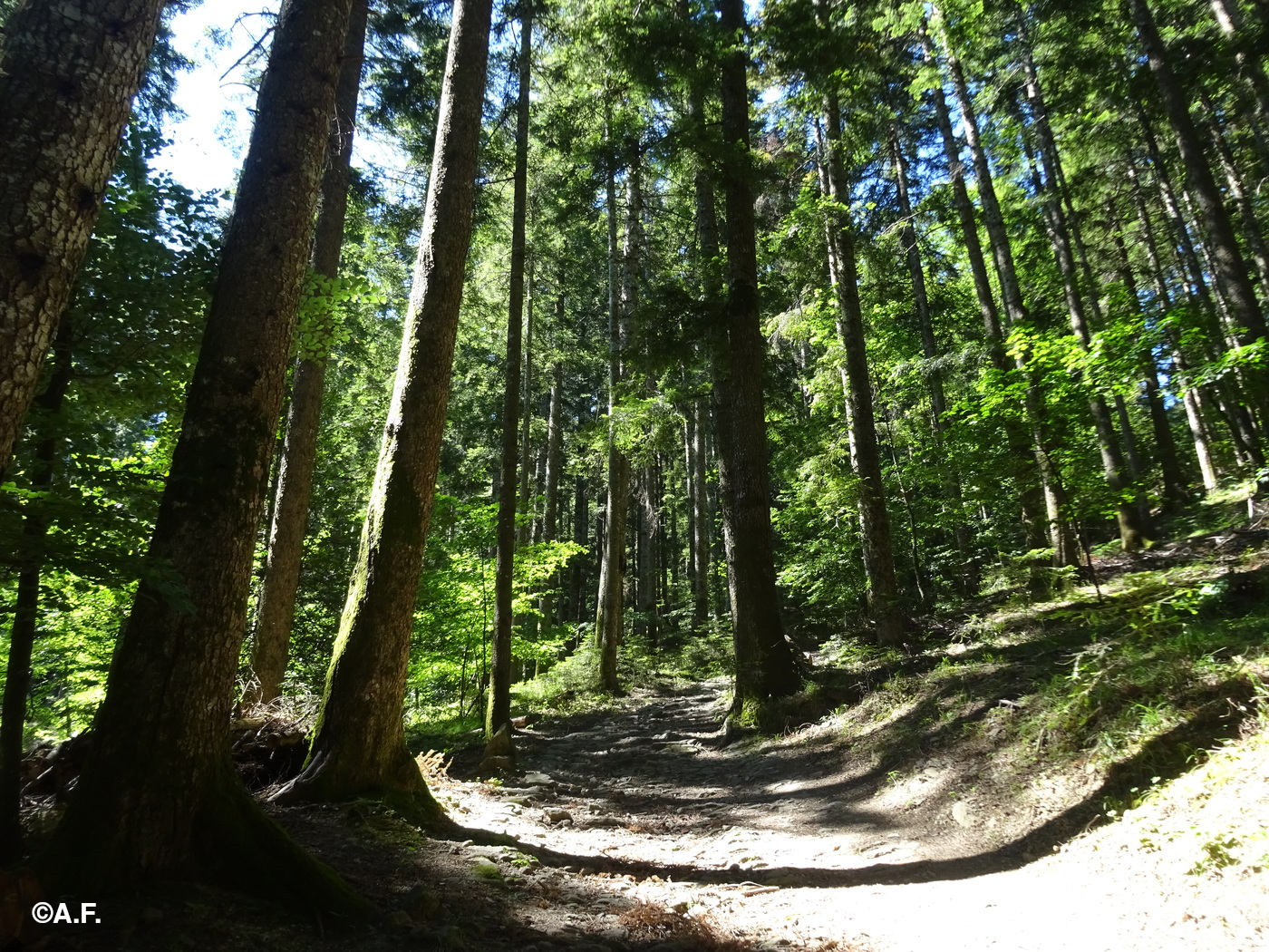 Camminando nella foresta di conifere
