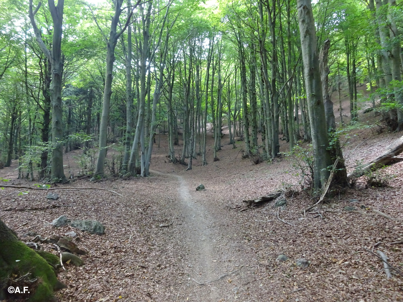 Nella faggeta del Monte Alto