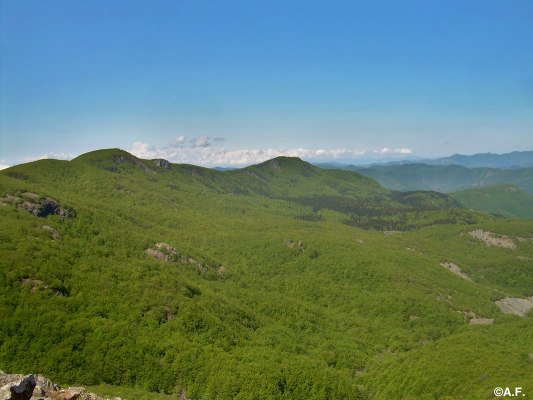 Panorama sulla Foresta delle Lame, con il Monte delle Lame e il Monte degli Abeti