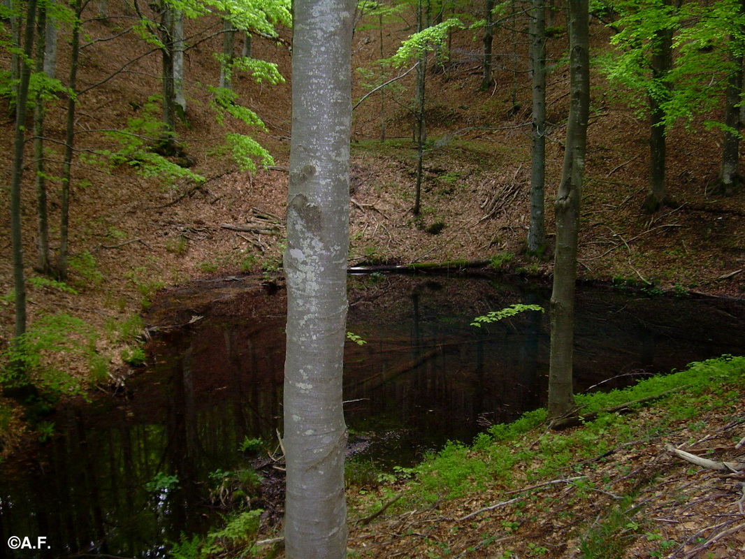 Il minuscolo Lago Scuro, con tronchi di abete subfossili sul fondo