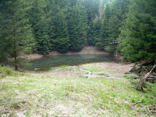 Anello della Foresta delle Lame