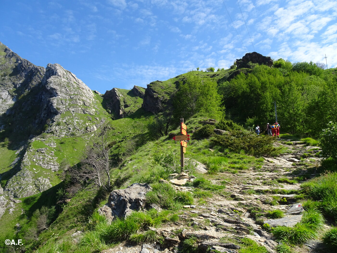 Paline al Passo dell'Alpino