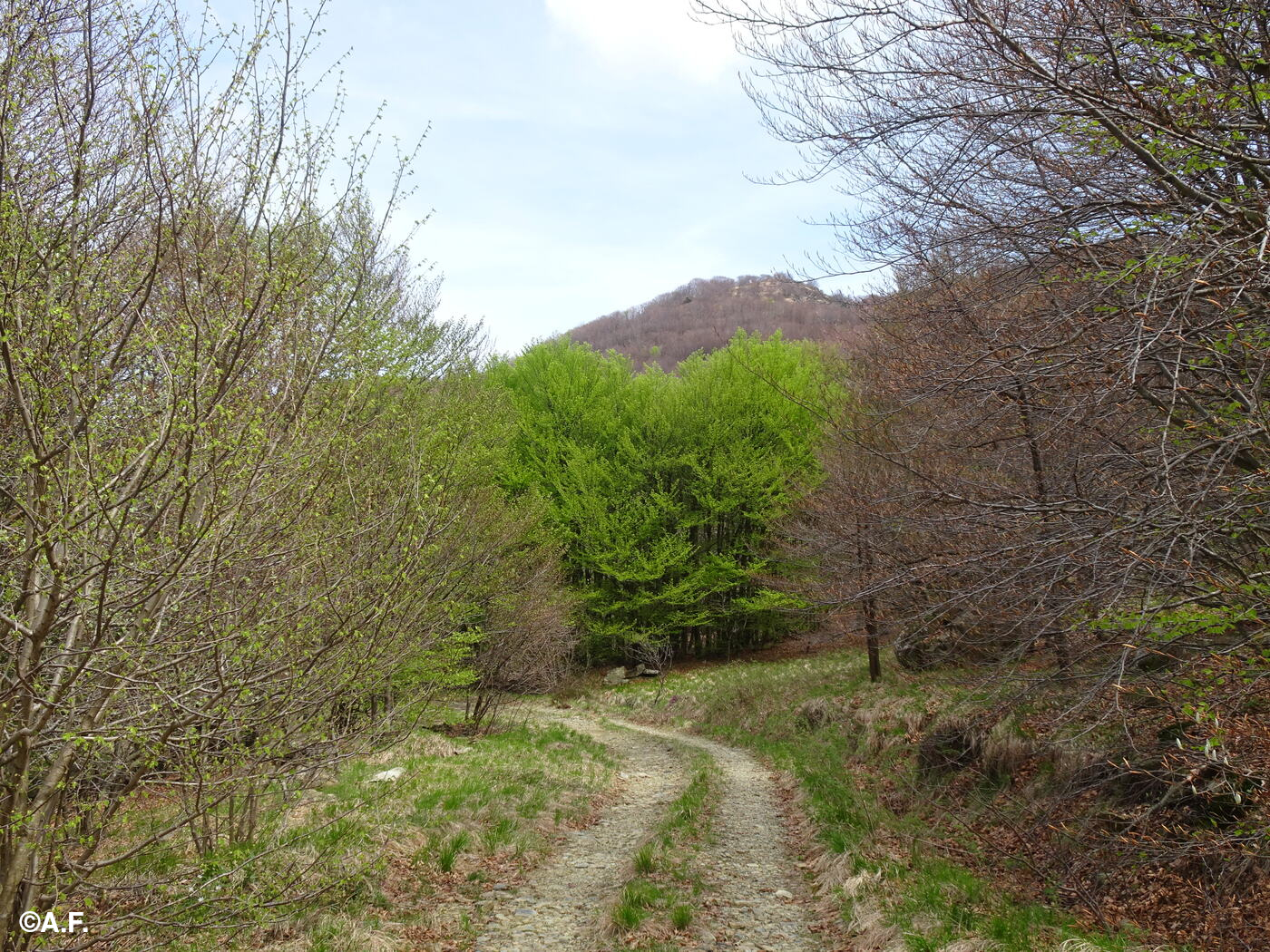 Un tratto della sterrata della Bucastrella