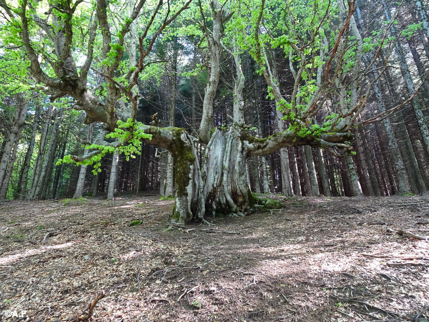 Il faggio monumentale