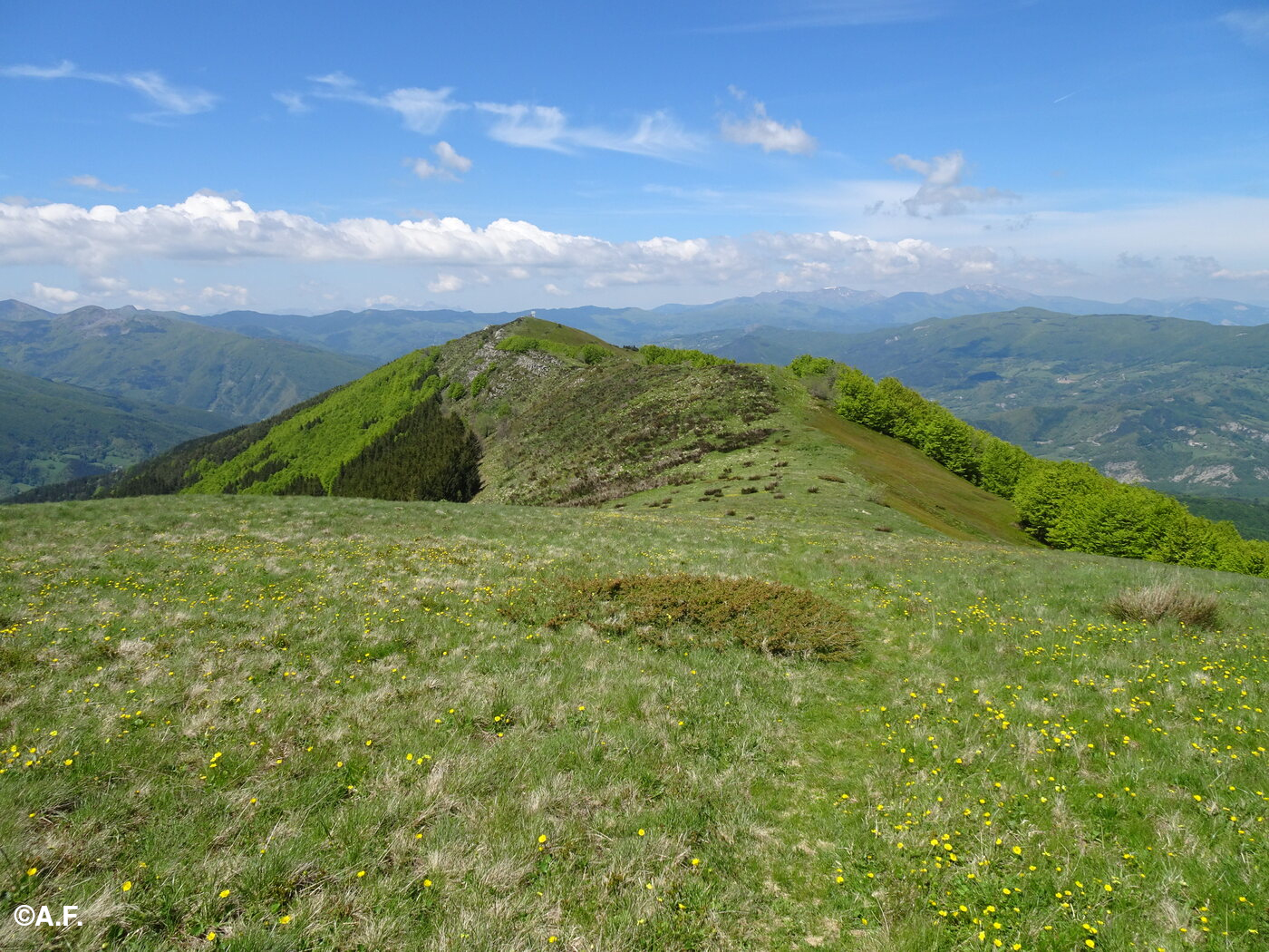 L'ampia cresta verso l'Alpicella del Cimone
