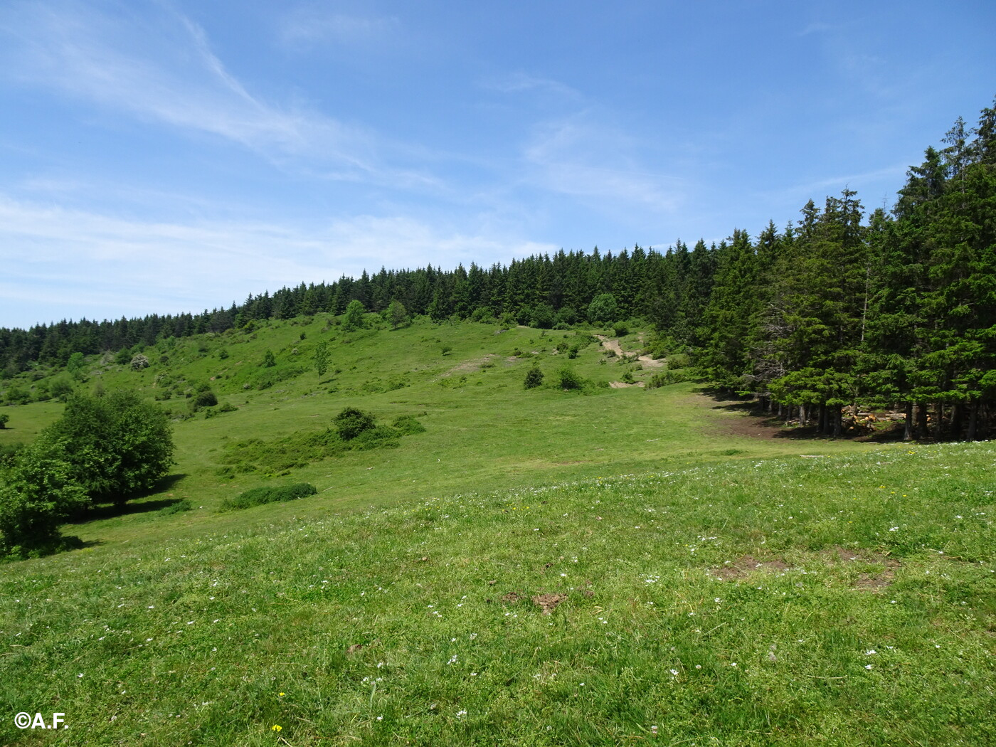 Costeggiando l'abetina verso la vetta del Monte Aserei